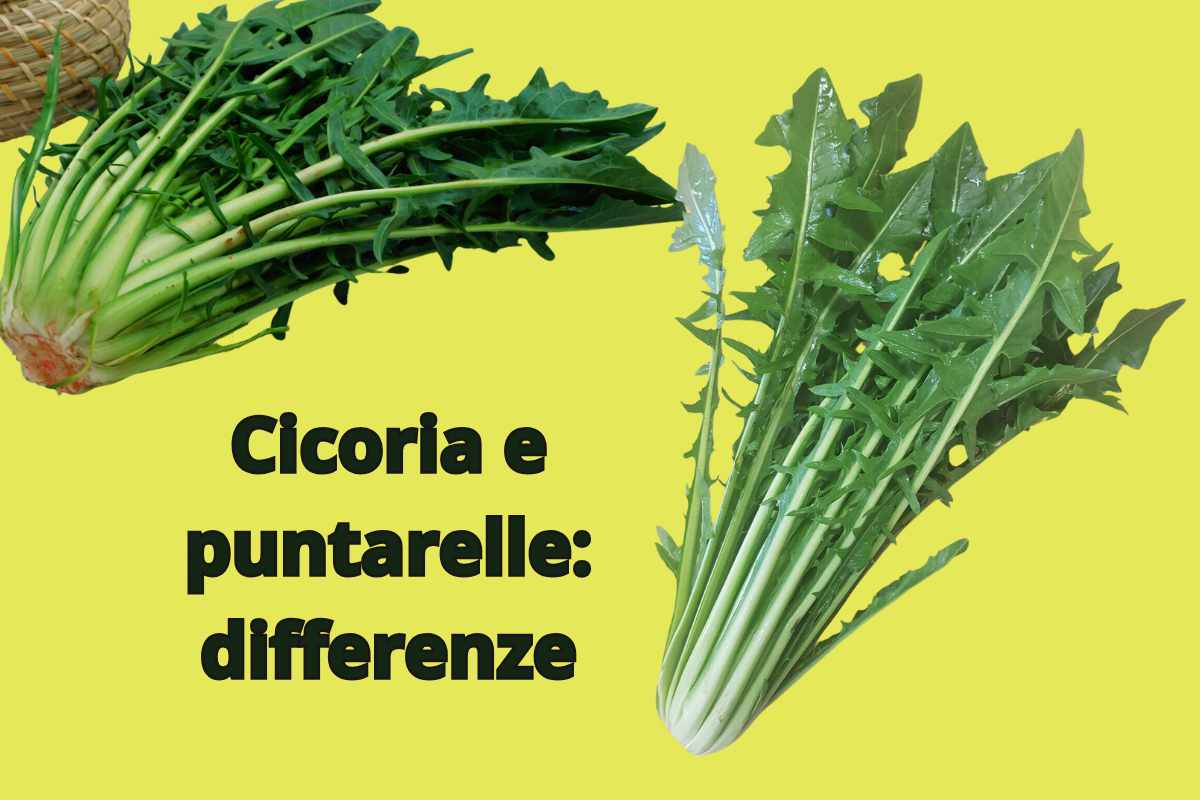 Cicoria e puntarelle differenze