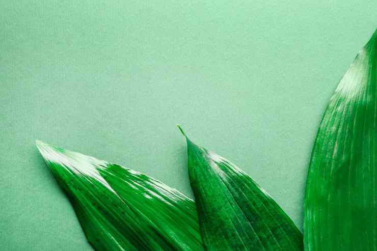 foglie di aspidistra