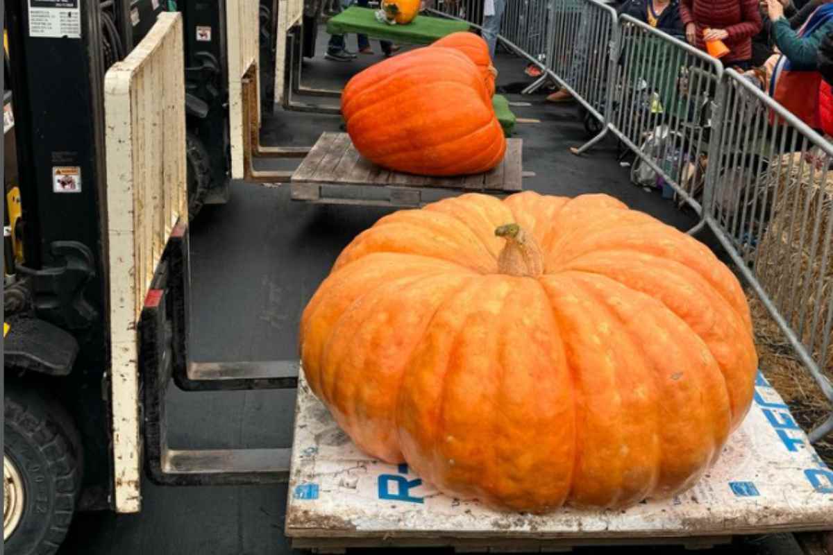 zucca gigante