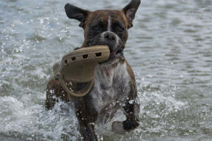 ciabatte crocs per cani