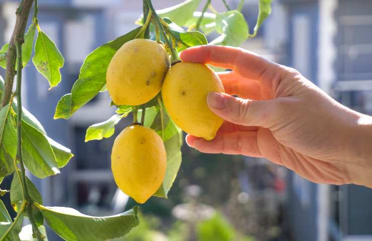 Albero limone