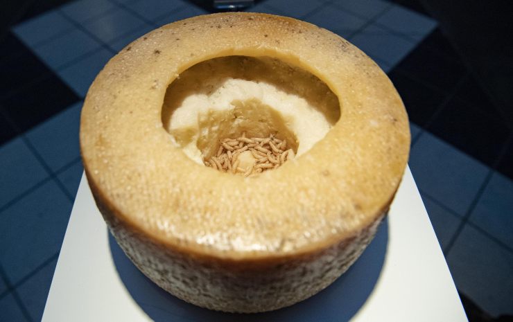 formaggio casu marzu