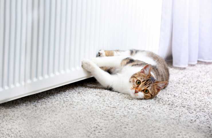 gatto sul tappeto vicino al termosifone