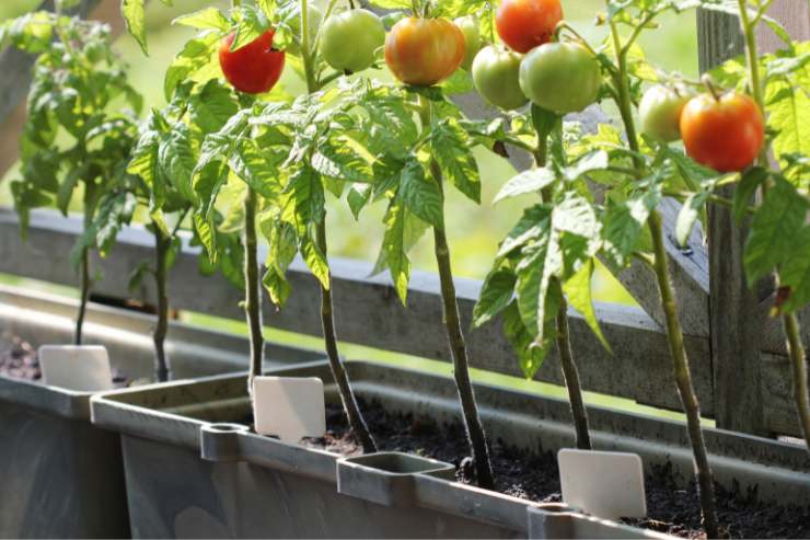 trucchi per coltivare l'orto in terrazzo