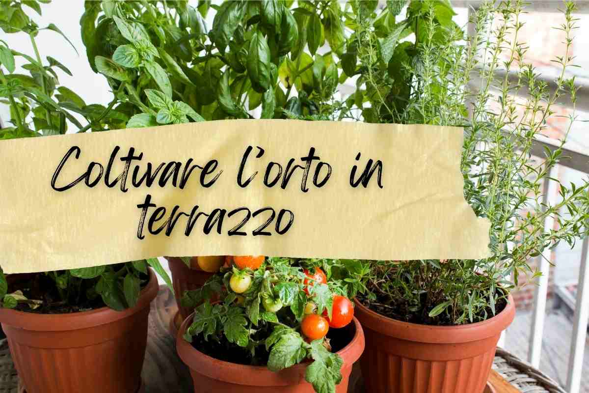 trucchi per coltivare l'orto in terrazzo