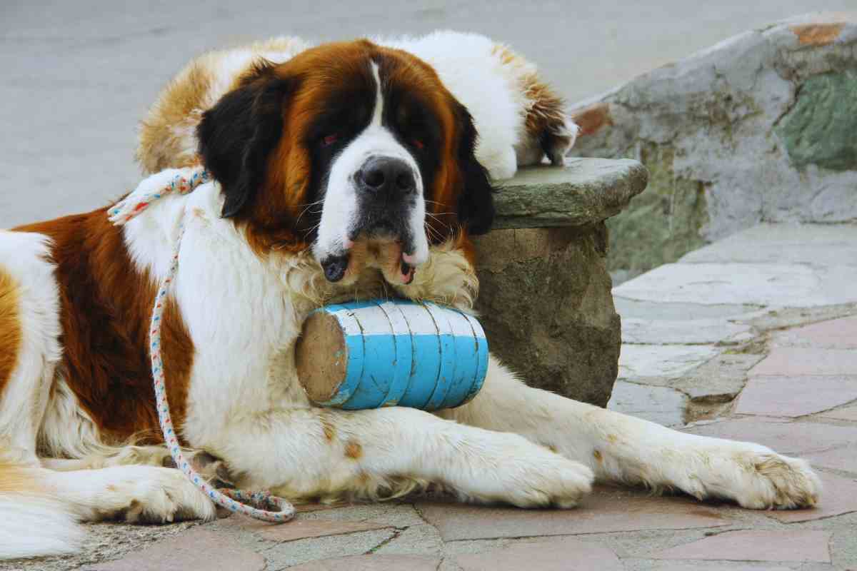 Cane San Bernardo 