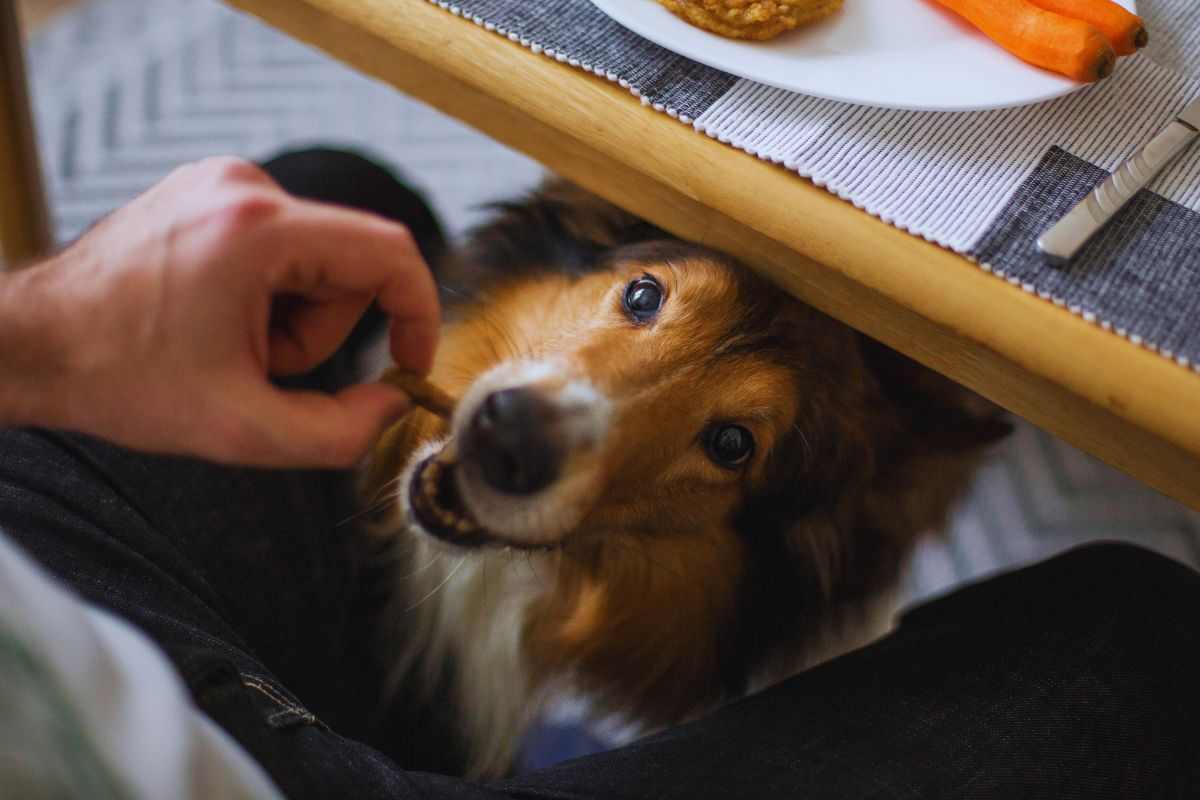 Cane ottiene avanzi dal padrone