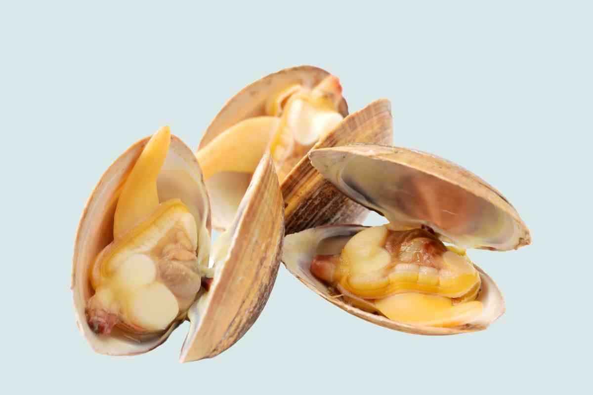 Vongole 