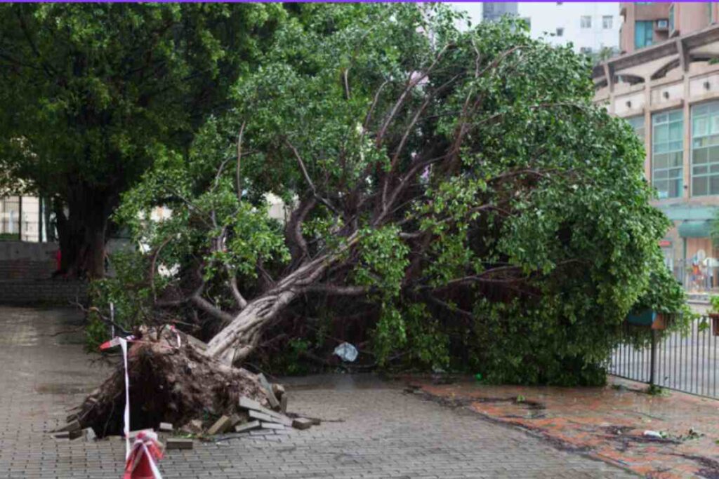 albero caduto in strada