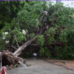 albero caduto in strada