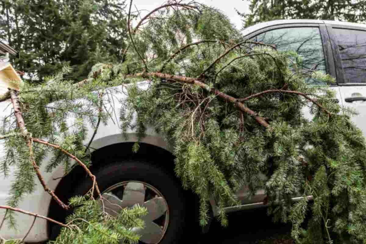 albero caduto su auto