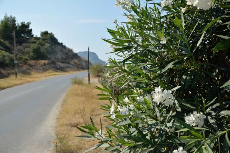 oleandri strada