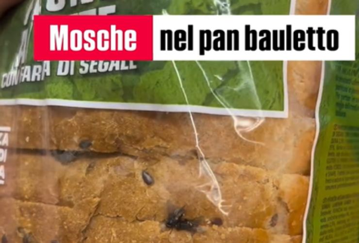 pan bauletto mosche morte