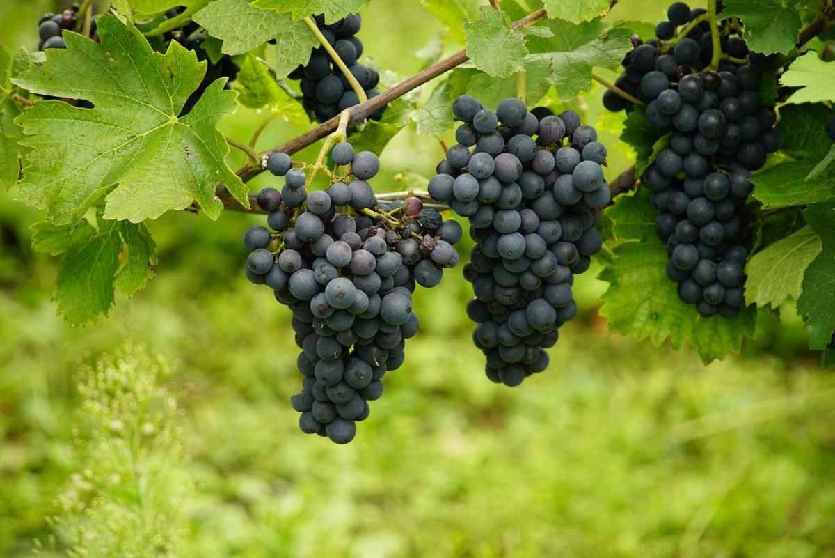 Legame tra salute del suolo e bontà del vino